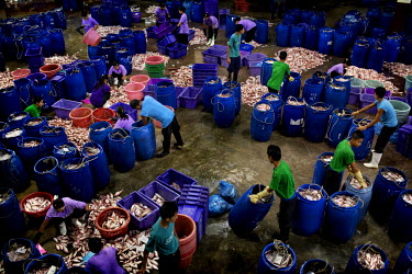 Burmese migrant workers unload and sort through barrels of fish at a SIFCO (Sea International Frozen Products Co.,Ltd) processing facility.