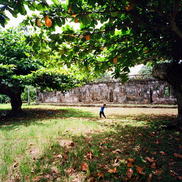 A boy throws stones at the fruits in a mango tree to try and make one fall.