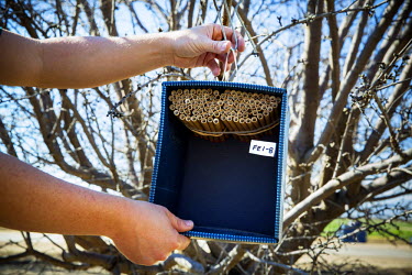 A nest for the solitary bee, Osmia Lignaria or blue orchard bee. Because it is difficult to find enough honey bee colonies to meet the demand for almond pollination scientists are experimenting with p...