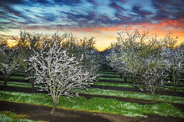 An almond orchard in bloom in the Central Valley. Each year in February, beekeepers from all over the USA move their honey bees to feed on the nectar from California's blooming almond orchards. A tota...