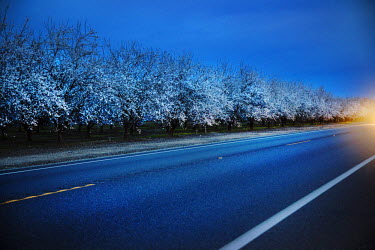 A car's headlights on a road in Central Valley passing an almond orchard in bloom. Each year in February, beekeepers from all over the USA move their honey bees to feed on the nectar from California's...