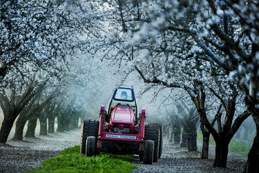 A farmer spraying of fungicides in the almond orchards. Beekeepers are afraid this is bad for their insects and they request the owners of the almond orchards to at least spray during the night when t...
