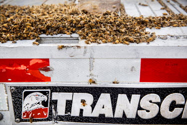 Dead bees on a truck. Travelling long distances for several days is exhausting for the bees. Because of the lack of water and high temperatures some colonies die during the transportation. Beekeeping...