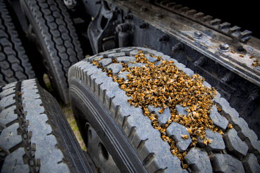 Dead bees on a truck's tire. Travelling long distances for several days is exhausting for the bees. Because of the lack of water and high temperatures some colonies die during the transportation. Beek...