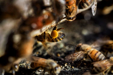 A bee entering its hive with pollen from almond flowers on its legs. This pollen is needed for the larvae and young bees. The pollen comes from the almond flowers which in turns gets pollinated by the...