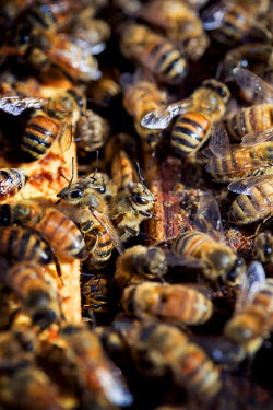 Honey bees in their hive. Each year in February, beekeepers from all over the USA move their honey bees to feed on the nectar from California's blooming almond orchards. A total of 1.5 million bee col...