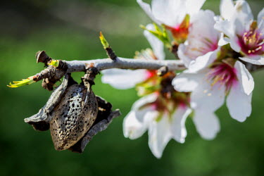 An almond flower. Without the bee pollinating the flowers, there would not be an almond harvest in summer. However, bees are dying in large numbers because of CCD or Colony Collapse Disorder and beeke...