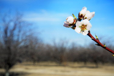 A bee on an almond flower. Without the bee pollinating the flowers, there would not be an almond harvest in summer. However, bees are dying in large numbers because of CCD or Colony Collapse Disorder...