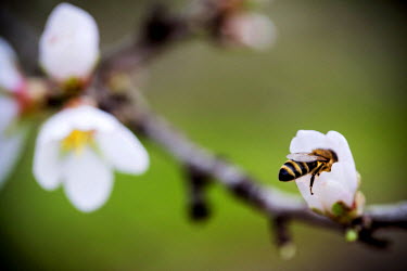 A bee on an almond flower. Without the bee pollinating the flowers, there would not be an almond harvest in summer. However, bees are dying in large numbers because of CCD or Colony Collapse Disorder...
