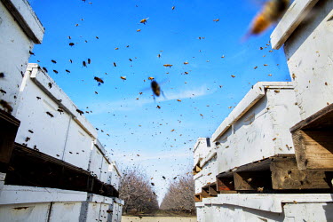 Bees flying at an almond plantation. Each year in February, beekeepers from all over the USA move their honey bees to feed on the nectar from California's blooming almond orchards. A total of 1.5 mill...