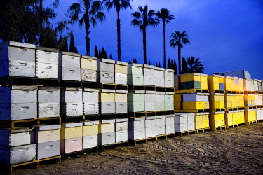 A truck carrying about 450 bee hives arrives at an almond orchard. The bee hives will be dispersed among the almond trees at night and in the early moring when be bees are less active and stay in thei...