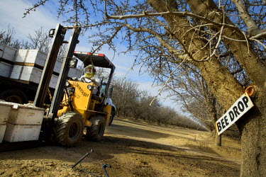 Bee keeper Raymond Marquette unloads his bee hives at a 'Bee Drop' at an almond orchard where the insects are used to pollinate the trees. Two beehives are needed per acre. This will provide just enou...