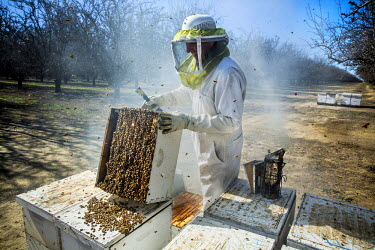 Bee keeper Raymond Marquette unloads his bee hives at an almond orchard where the insects are used to pollinate the trees. Two beehives are needed per acre. This will provide just enough food for the...