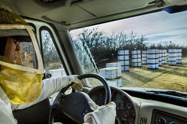 Bee keeper Raymond Marquette transports his bee hives to an almond orchard where the insects are used to pollinate the trees. Raymond owns 11,000 hives. After the almond pollination in California the...