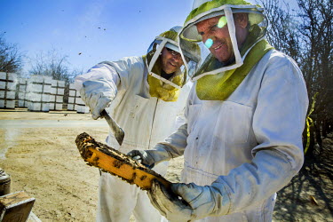 Bee keeper Raymond Marquette and his son Ched unload their bee hives at an almond orchard where the insects are used to pollinate the trees. Two beehives are needed per acre. This will provide just en...