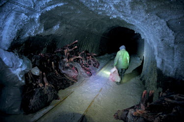 Reindeer carcasses stored in a cave carved out of the permafrost and used as a natural freezer by hunters. The cave was excavated during the Soviet era using machines from the mining industry in Noril...