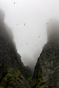 Gannets soar above the sheer cliffs on Boreray, an island in the St Kilda archipelago which lies, isolated, in the Atlantic 40 miles off the western isles of Scotland. It is a dual UNESCO World Herita...