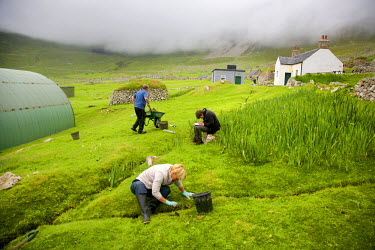 Volunteers working on Hirta, the largest island in the St Kilda archipeleago. People work in three summer groups for two weeks at a time. Tasks include stone work on walls and cleits, clearing drainag...