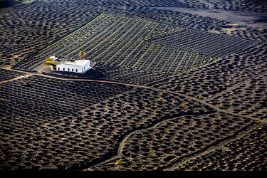 A farm house among the vineyards in the valley of La Geria. On this volcanic island a traditional farming system uses the covering of basaltic tephra on the soil in order to harvest grapes under extre...