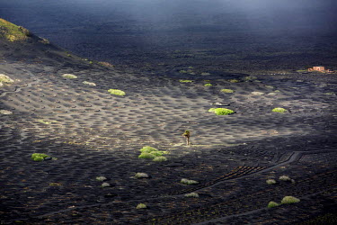 Vineyards in the valley of La Geria. On this volcanic island a traditional farming system uses the covering of basaltic tephra on the soil in order to harvest grapes under extremely arid conditions. I...