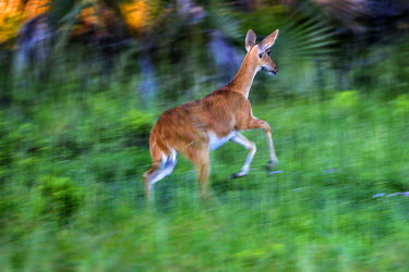 A female Reedbuck in Burunge Wildlife Management Area (WMA). WMAs are community owned and managed conservation areas. Located adjacent to national parks and other game protected areas, the WMAs provid...