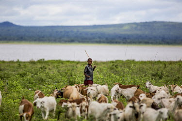 A girl herding goats just outside the core area of Burunge WMA. WMAs are community owned and managed conservation areas. Located adjacent to national parks and other game protected areas, the WMAs pro...
