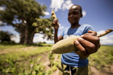 A young boy collects the fruit from a baobab tree in Burunge Wildlife Management Area (WMA). WMAs are community owned and managed conservation areas. Located adjacent to national parks and other game...