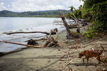 A dogs walks among some dead palm trees lying on the sea shore. Locals blame logging companies for environmental damage that they claim has been a recent development in their region.