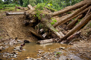 A boy washes his face in a stream beside a collapsed bridge built by loggers to bring timber out from the forest. It collapsed shortly after the logging company stopped using the road. The bridge's ti...