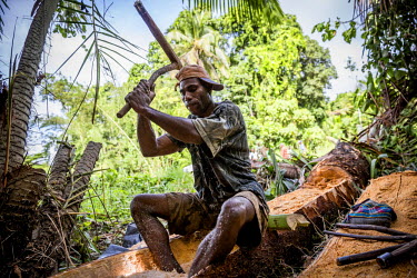 Geoffrey Swindu, 30, extracting the core from sago palm to make a traditional 'sak sak' meal. Geoffrey claims that many sago palm trees died after a logging company started working near his village of...