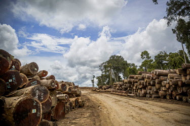 Stacks of logs stored prior to export. Most of the demand for PNGs timber comes from China. However the World Bank estimates 70% of logging in the country is illegal.