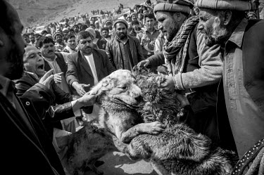 Two dogs fighting. Under the Taliban dog fighting was banned. However, it is hugely popular with large crowds attending events around Kabul on a Friday morning prior to prayers. Large bets are placed...