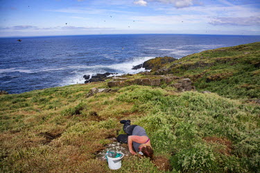 A researcher reaches into the burrow of an Atlantic Puffin (Fratercula Artica) on the Isle of May to weigh and monitor the bird's catch to gauge the health of the sea.