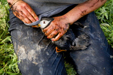 A biologist collecting puffins from their burrows for examination and to gauge feeding success.