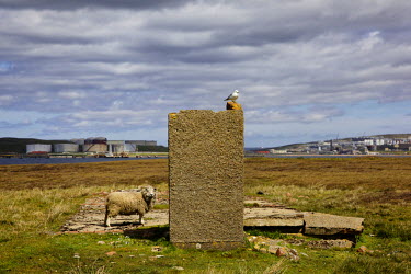 A sheep and a sea bird at the Sullom Voe Terminal which covers 1000 hectares of windswept moorland on the Mainland. It is one of the largest oil and liquefied gas terminals in Europe, and also one of...