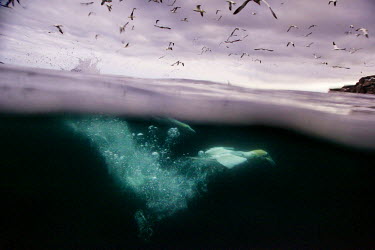 A Northern Gannet (Sula Bassana) dives into the dark waters of the North Sea off the cliffs of Noss. Northern Gannet have increased by adapting to the human fishing industry. They use rope from nets f...
