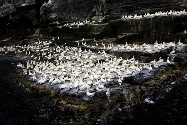 A large colony of Northern Gannet (Sula Bassana) on the cliffs of Noss.