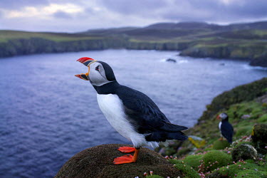 An Atlantic Puffin (Fratercula Artica) on the Shetland Isles. The 100 islands that make up the Shetlands support 23,000 people and a million sea birds. The Shetlands are situated in the heart of UK's...