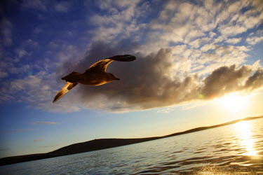 A great skua flies over the sea beside the Shetland isles.