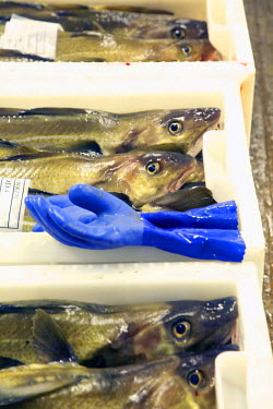 Boxes of cod lie in a cold store prior to being shipped abroad. The 100 islands that make up the Shetlands support 23,000 people and a million sea birds. The Shetlands are situated in the heart of UK'...