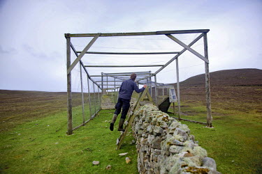 A man examines a Heligoland trap used to catch migrating birds seeking the shelter of Fair Isle's stone dykes. Birders track globetrotting passerines and sea bird colonies to better understand fluctua...