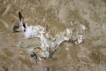 The body of a Northern Gannet (Sula Bassana) lies in the sand at St Ninian's beach. The cause of death is unknown although birds are known to starve with stomachs full of indigestible man-made plastic...
