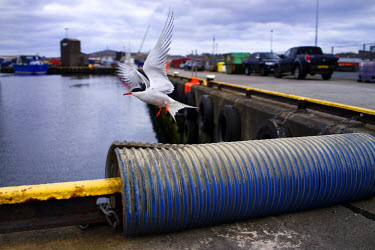 The Arctic Tern, known locally as the 'tirrick' for its distinctive call, is the harbinger of summer. The bird's population has dropped by 70% in thirty years, a result of the decline of their main fo...