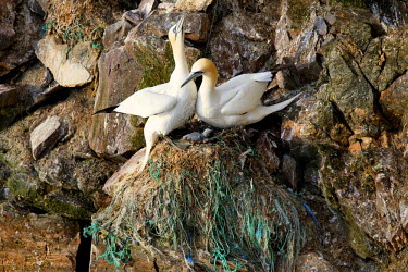 The nest of Northern Gannets (Sula Bassana), on the cliffs of Hermaness, composed of discarded fishing rope. Northern Gannet numbers have increased as the birds have adapted to the human fishing indus...