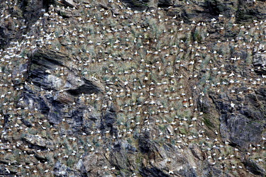 A large colony of Northern Gannet (Sula Bassana) on the cliffs of Hermaness. The 100 islands that make up the Shetlands support 23,000 people and a million sea birds. The Shetlands are situated in the...