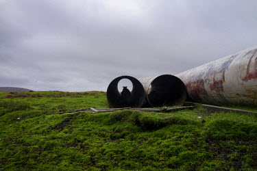 A sheep shelters in a pipe lying in a field in Shetland.