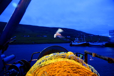 The bright net of a trawler in Scalloway Harbour, Shetland, with a seagull flying over it.