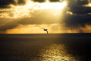 A gannet flies off Hermaness, a huge sea bird colony facing west over the Atlantic Ocean.