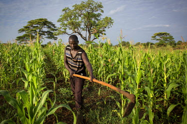 Nasa Oyoo Otii, 47 years old, weeding his crops. In 2000, he fled Lord's Resistance Army insurgency with his wife and children to become IDPs in Masindi (approx. 235kms away). He returned to Pader in...
