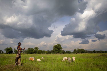 Nancy Baako, 20, watche over a herd of cattle grazing near Oligi displaced South Sudanese settlement where she lives with her step mother. Nancy's family fled conflict in what then Sudan in the 1990s...